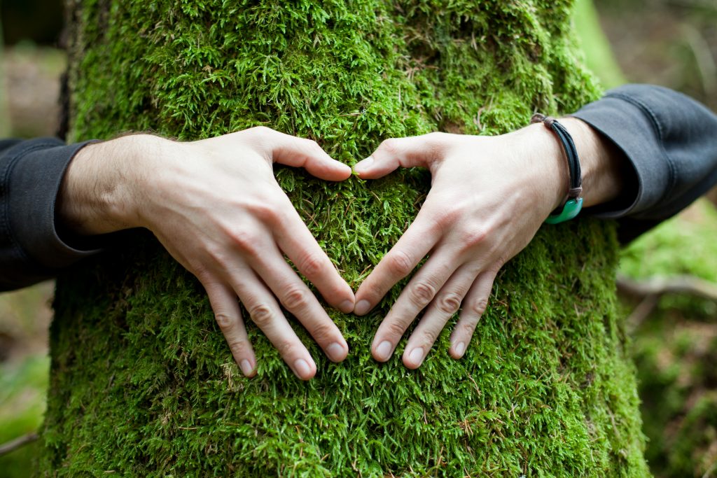 ekologia ręce środowisko drzewo